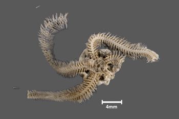 Media type: image; Invertebrate Zoology OPH-4095 Aspect: ventral